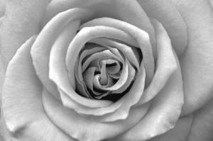 Sensual - black-and-white flower